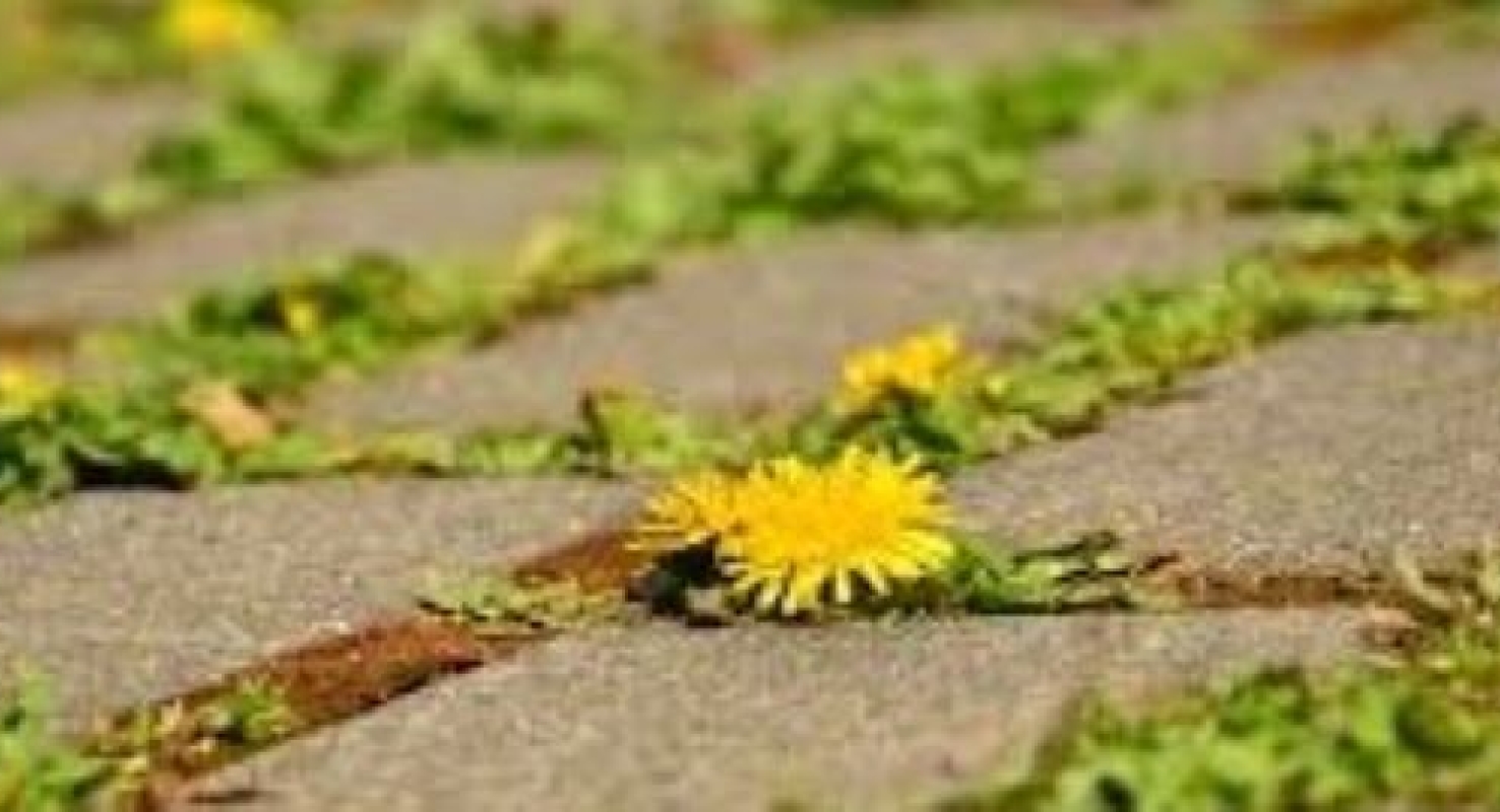Sinds de wijziging van het ‘Besluit gewasbeschermingsmiddelen en biociden’ die eind 2017 in werking trad, mogen overheden geen bestrijdingsmiddelen meer gebruiken op verharde oppervlakten zoals stoepen en straten. Ook is het niet meer toegestaan om deze middelen in de groenvoorziening te gebruiken. Het resterend gebruik is vooral ingezet bij het onderhoud van het spoor. Ook daar is een daling te zien, al is die wel minder groot.