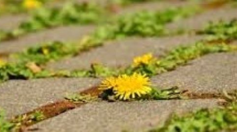 Sinds de wijziging van het ‘Besluit gewasbeschermingsmiddelen en biociden’ die eind 2017 in werking trad, mogen overheden geen bestrijdingsmiddelen meer gebruiken op verharde oppervlakten zoals stoepen en straten. Ook is het niet meer toegestaan om deze middelen in de groenvoorziening te gebruiken. Het resterend gebruik is vooral ingezet bij het onderhoud van het spoor. Ook daar is een daling te zien, al is die wel minder groot.