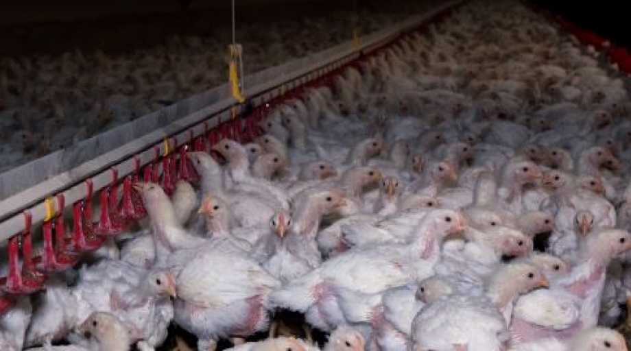 De medewerkers hebben ook last van hoge uitstroom van uitzendkrachten. Bijna de helft van de medewerkers is uitzendkracht.