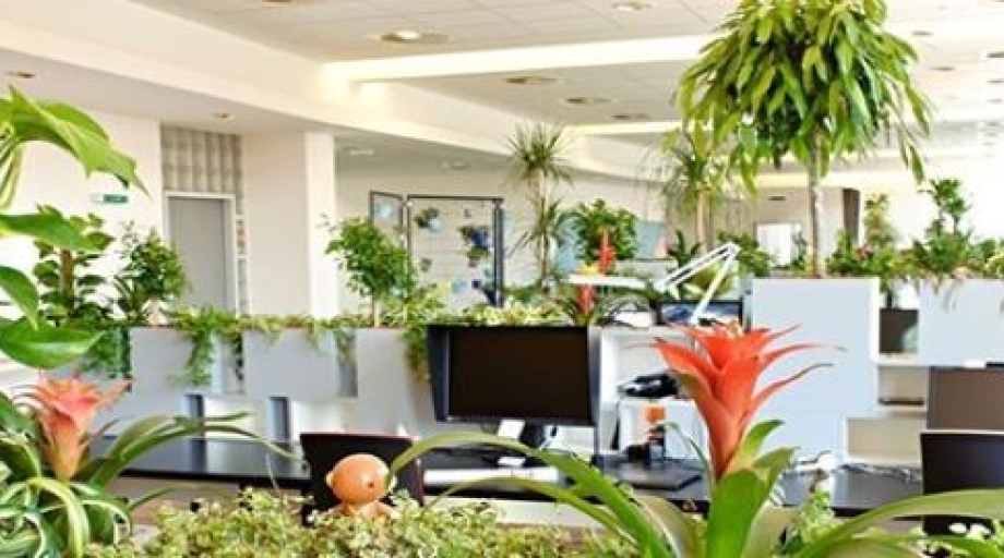 Een saaie werkomgeving krijgt meer leven door planten. Maar dat is niet de enige reden om voor meer groen te kiezen.